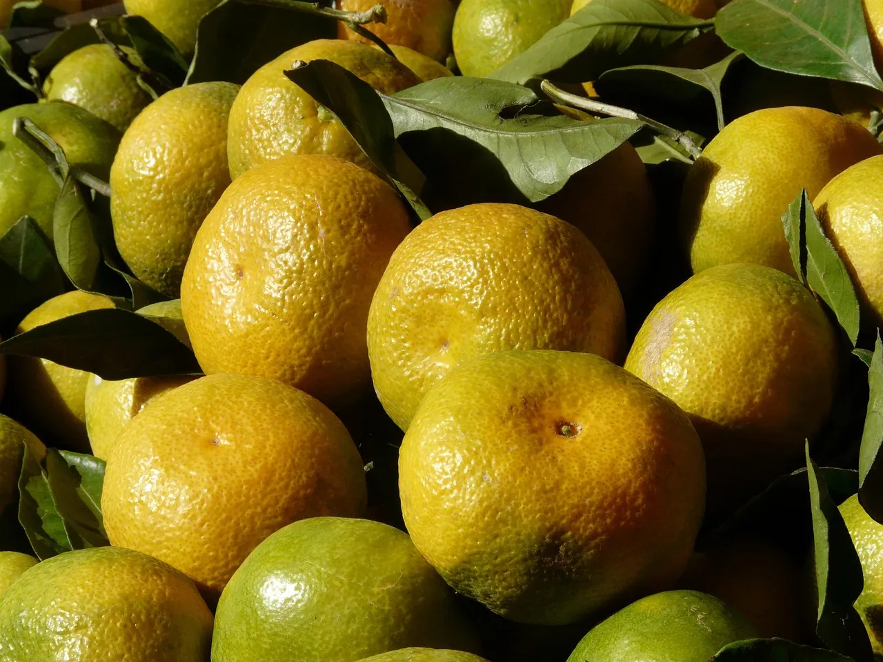 Marmellata-di-Clementine-dolce